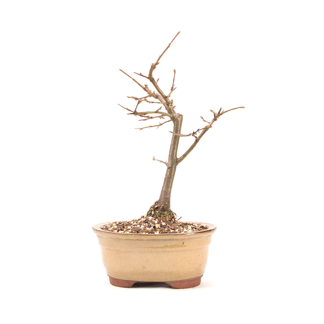 Hainbuche 'Carpinus betulus`